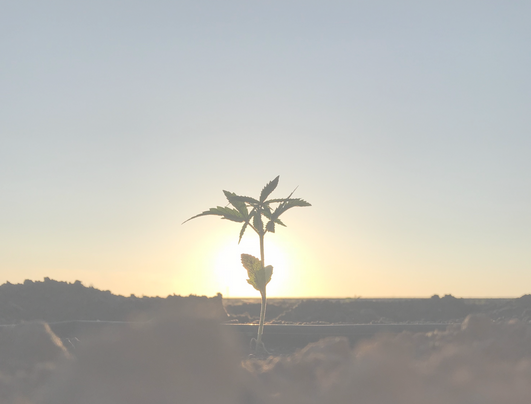 RBH_Plant_2